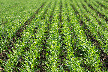 Image showing Green sprouts of young wheat