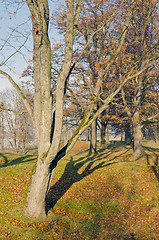 Image showing Avenue of old trees in autumnand fallen leaves.