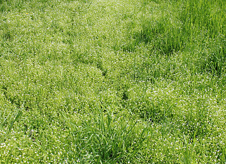 Image showing green grass