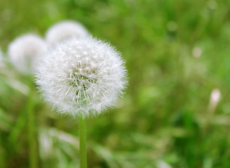 Image showing blowball