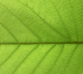 Image showing green leaf texture