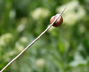 Image showing snail