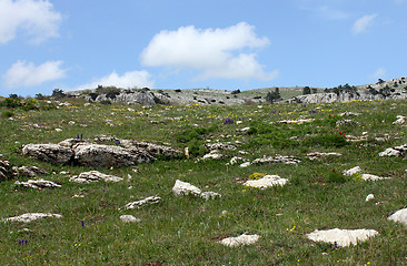 Image showing stones on a meadow