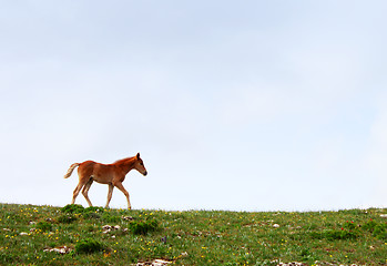 Image showing foal