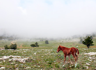 Image showing foal