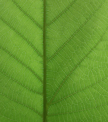 Image showing green leaf texture
