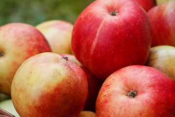 Image showing Apples