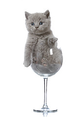 Image showing kitten in a wine glass