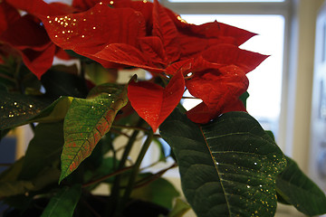 Image showing Christmas flower