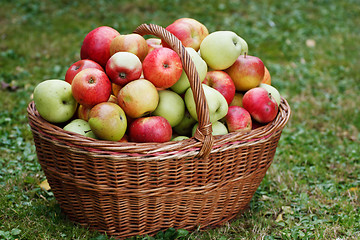 Image showing Apples in basket