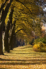 Image showing Autumn Pathway 