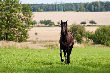 Image showing Friesian horse