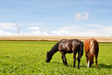 Image showing Grazing horses