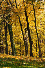 Image showing Autumn Pathway 