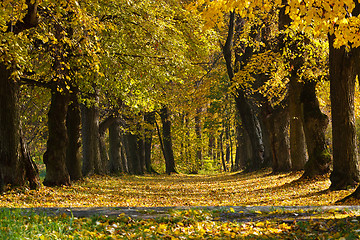 Image showing Autumn Pathway 