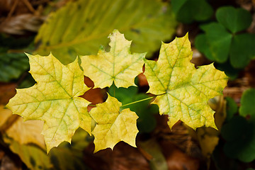 Image showing Autumn Leaves