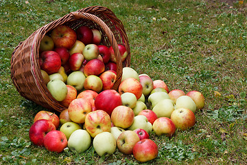 Image showing Apples in basket