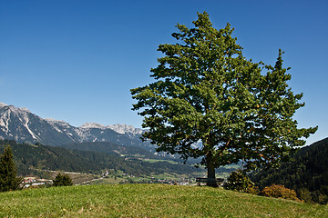 Image showing Mountain ladscape with one tree and bench, Austria