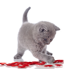 Image showing kitten and decorative hearts