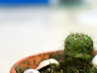 Image showing Baby Cactus