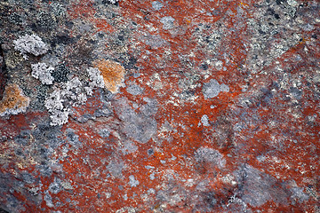 Image showing pattern of red lichen