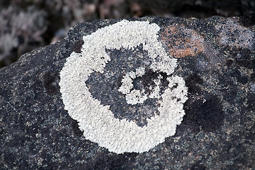 Image showing white lichen