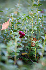 Image showing cowberry