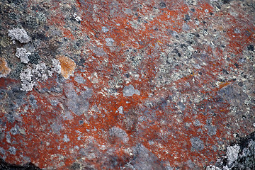 Image showing red lichen