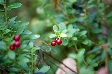 Image showing foxberry