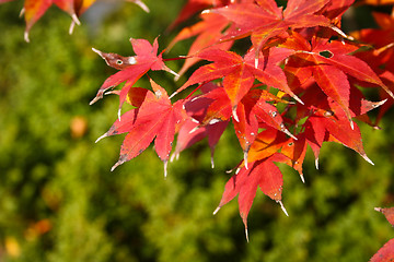 Image showing Red Maple Leaves on Green Background