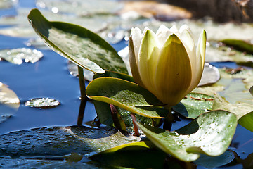 Image showing White Water Lily in a Pond