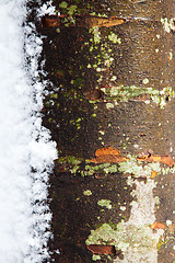 Image showing Tree Trunk in the Winter with Snow