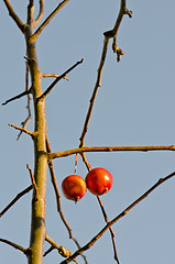 Image showing Pair of red apples hanging on apple tree branch.