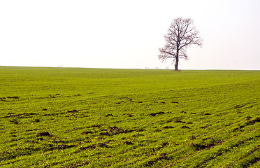 Image showing Winter crop field and lonely oak without leaves.