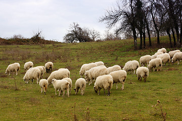 Image showing Sheeps