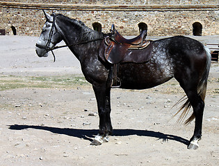 Image showing horse