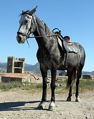 Image showing coal black horse