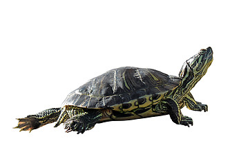 Image showing turtle