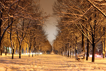 Image showing winter avenue