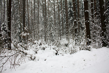 Image showing Winter wood