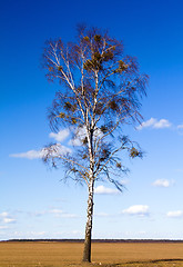 Image showing Birch (spring)