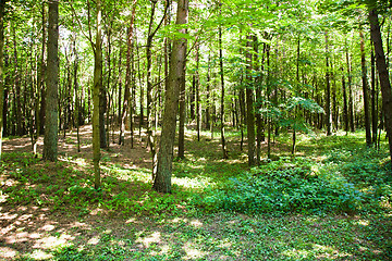 Image showing Wood (summer)