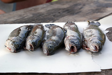 Image showing Fresh fish