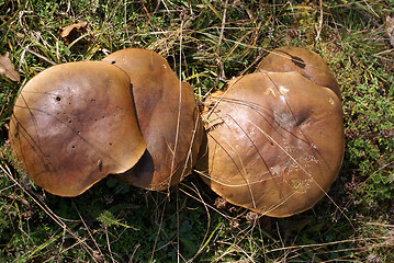 Image showing Mushrooms