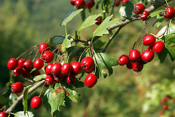 Image showing Hawthorn