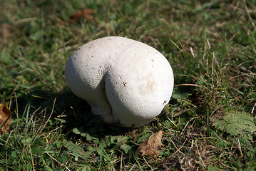 Image showing White mushroom