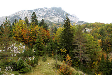 Image showing Forest and mountain 