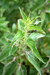 Image showing Stinging nettle