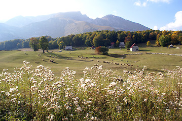 Image showing Sheep on the field