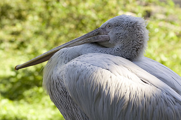 Image showing White pelican I